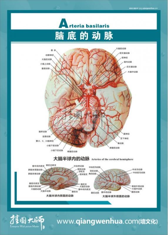 大腦解剖結(jié)構(gòu)圖 醫(yī)學(xué)解剖圖-腦底的動(dòng)態(tài)