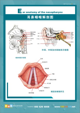 人體解剖圖 五官解剖圖 醫(yī)學(xué)人體解剖圖 人體結(jié)構(gòu)解剖圖 耳鼻咽喉解剖圖