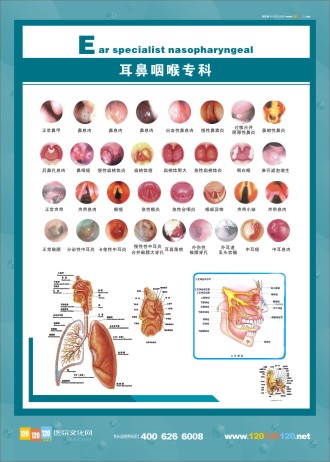 耳鼻咽喉解剖圖 人體解剖圖 五官解剖圖 醫(yī)學(xué)人體解剖圖 五官科標(biāo)語(yǔ)