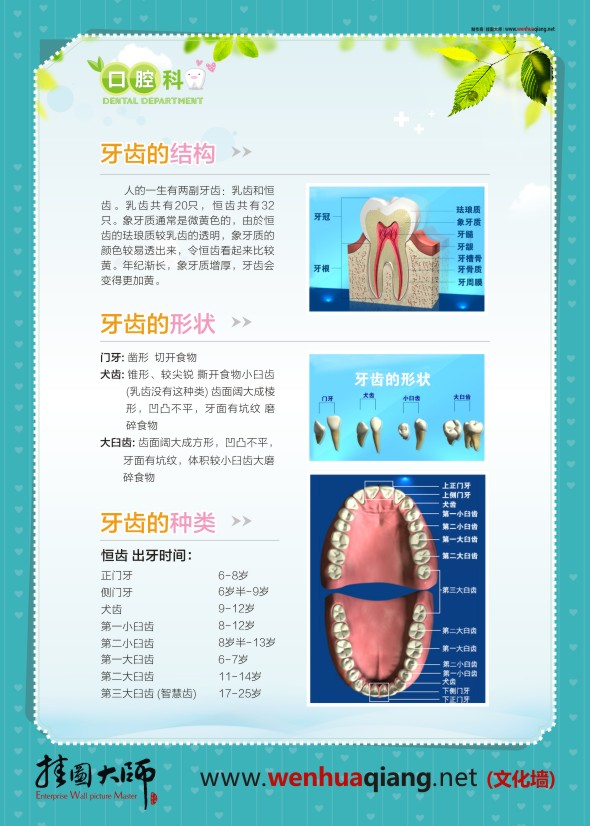 口腔科掛圖 牙齒的結(jié)構(gòu) 牙齒的形狀 牙齒的種類(lèi)