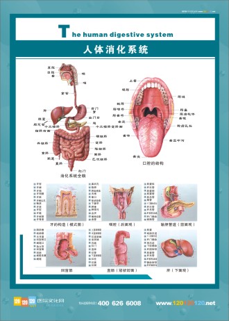 人體消化系統(tǒng)解剖圖 消化系統(tǒng)解剖圖 人體系統(tǒng)解剖學(xué)   