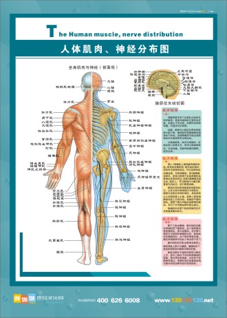 人體神經分布圖 肌肉分布圖 人體肌肉分布圖 人體肌肉解剖圖 人體肌肉結構圖