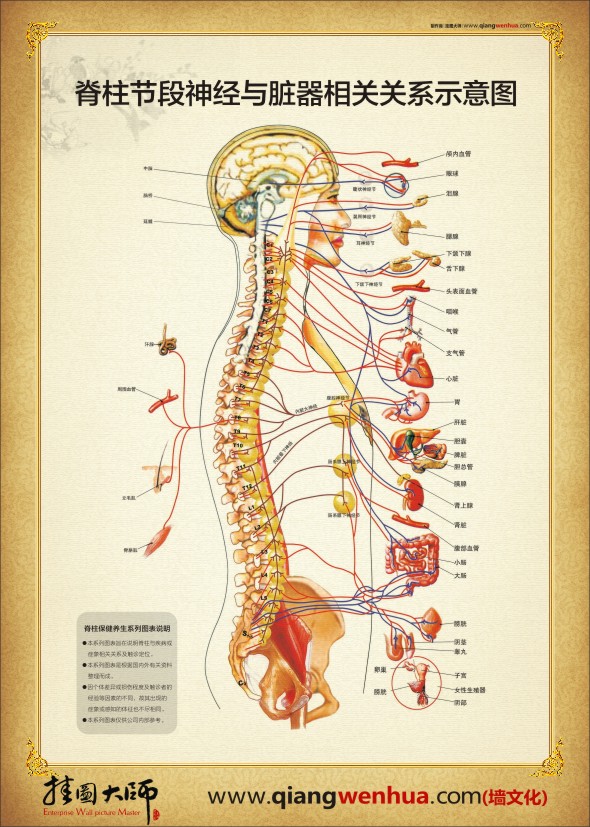 人體系統(tǒng)結構示意圖  人體結構解剖圖