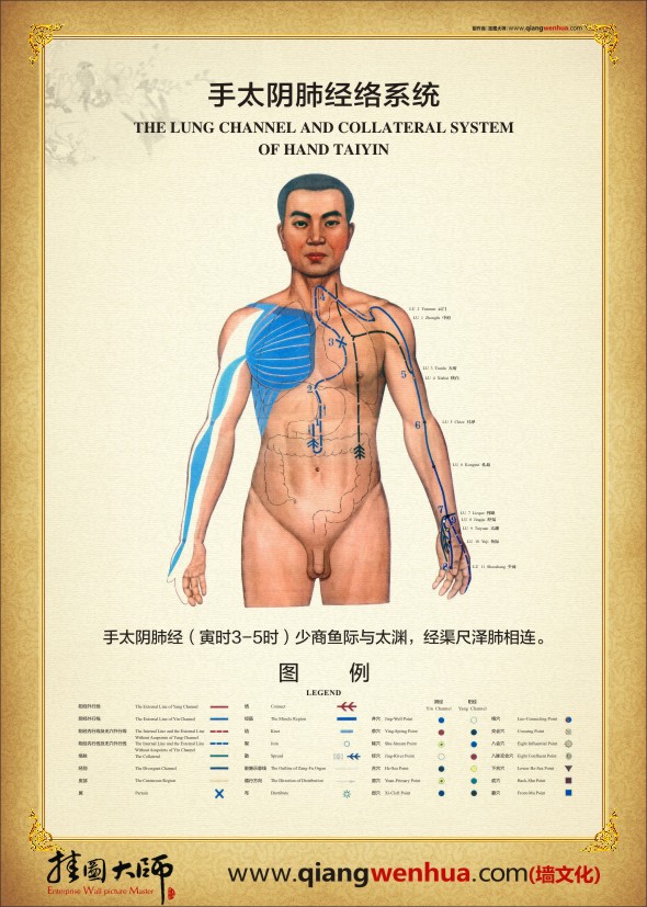 手太陰肺經(jīng)絡系統(tǒng) 人體經(jīng)絡示意圖