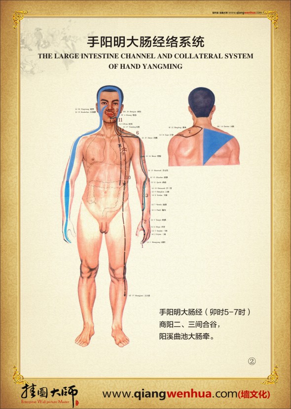 手太陰大腸經(jīng)絡系統(tǒng) 人體經(jīng)絡圖