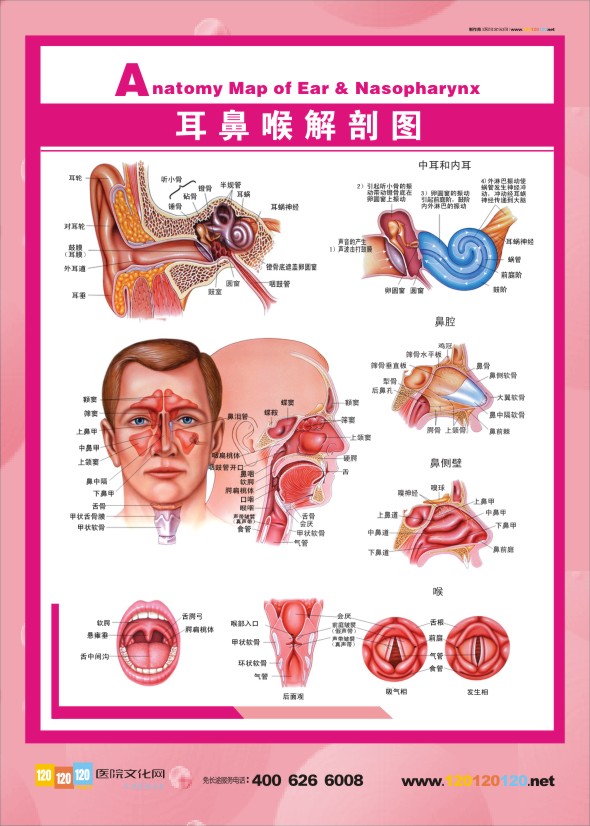 人體結(jié)構(gòu)解剖圖    耳鼻喉解剖圖    