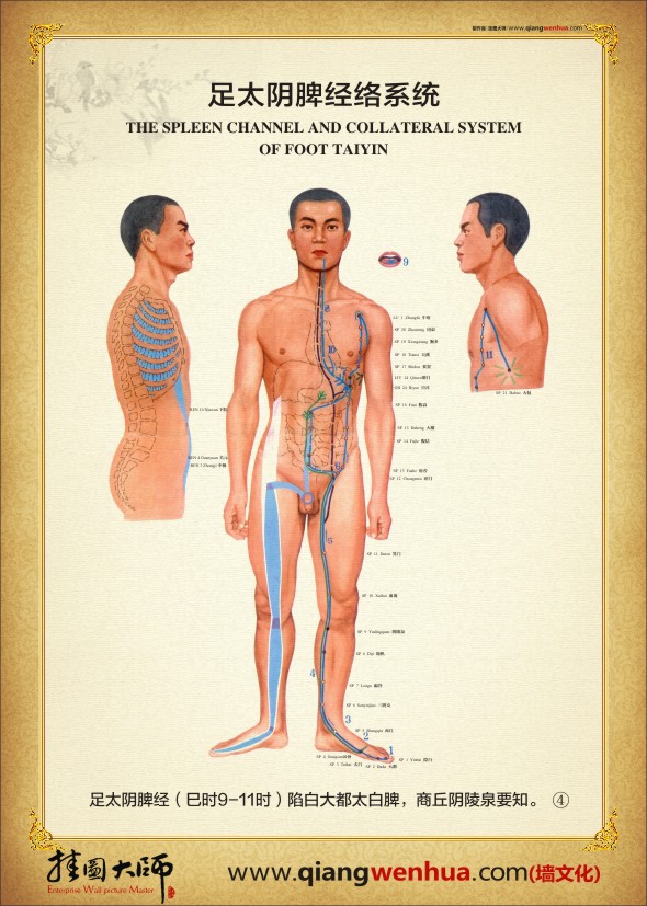 足太陰脾經絡系統(tǒng) 經絡系統(tǒng)圖
