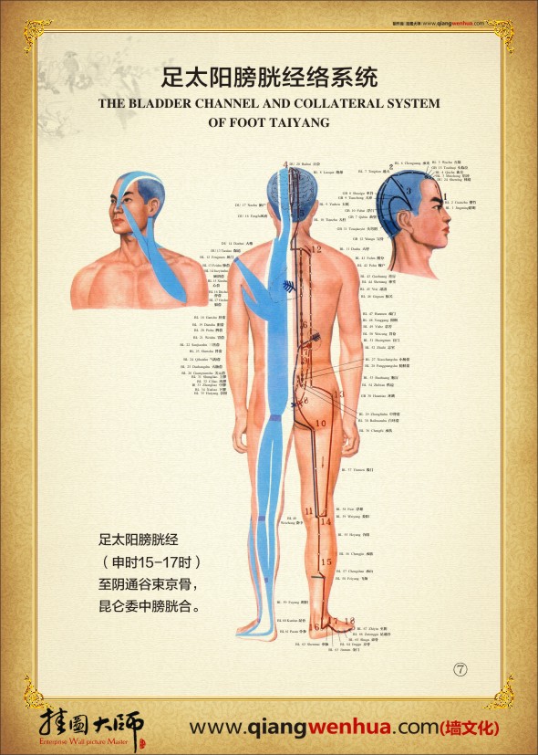 足太陽膀胱經絡系統(tǒng) 人體經絡圖