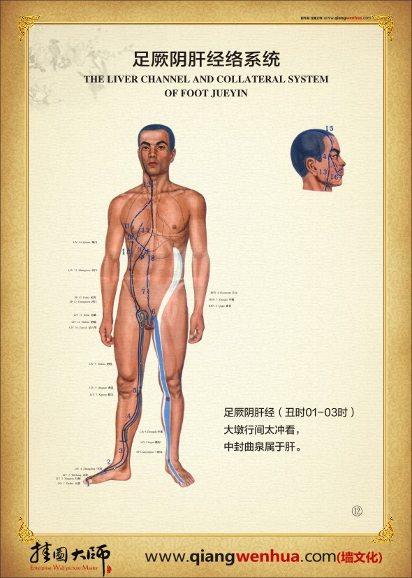 足厥陰肝經絡系統(tǒng)  足部經絡示意圖