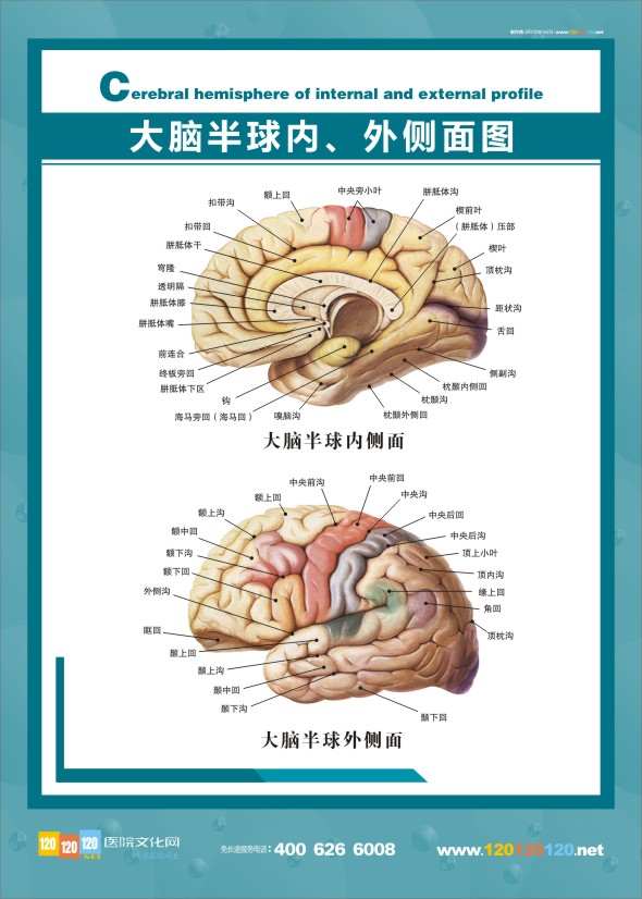 醫(yī)學(xué)解剖圖-大腦解剖圖半球內(nèi)、外側(cè)面圖