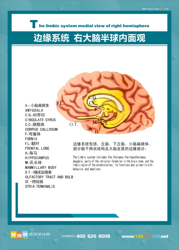 大腦邊緣系統(tǒng)  大腦解剖結(jié)構(gòu)圖 醫(yī)學(xué)解剖圖-邊緣系統(tǒng)右大腦半球內(nèi)面觀(guān)