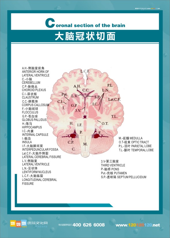 大腦解剖結(jié)構(gòu)圖 醫(yī)學(xué)解剖圖-大腦冠狀切面