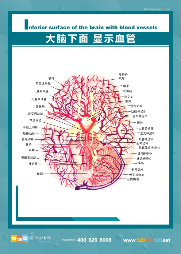 大腦血管解剖 醫(yī)學(xué)解剖圖-大腦下面 顯示血管