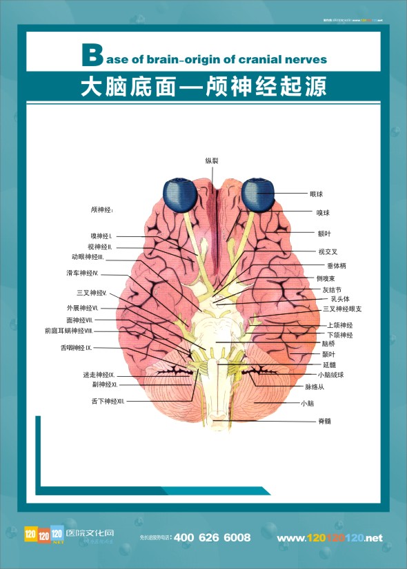 醫(yī)學(xué)人體解剖圖 大腦解剖圖 醫(yī)學(xué)解剖圖-大腦底面-顱神經(jīng)起源