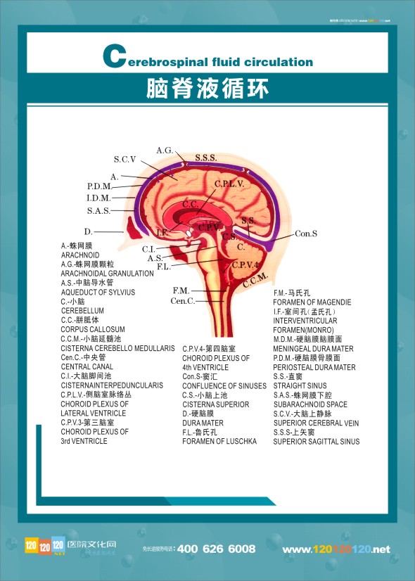 腦脊液循環(huán)圖 醫(yī)學(xué)解剖圖-腦脊液循環(huán)