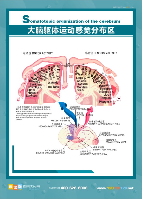 醫(yī)學(xué)人體解剖圖 大腦解剖圖 大腦解剖結(jié)構(gòu)圖 醫(yī)學(xué)解剖圖-大腦軀體運(yùn)動感覺分布圖