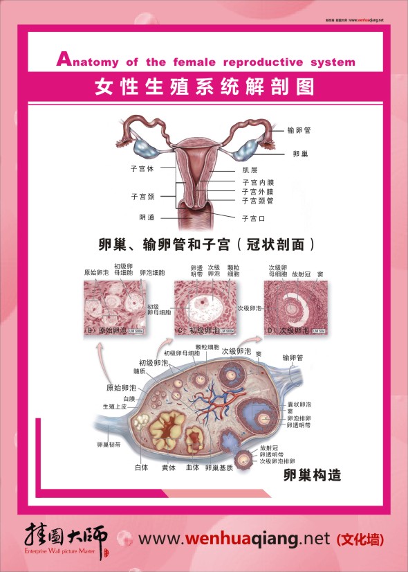 人體結構解剖圖   女性生殖系統(tǒng)解剖圖    人體結構圖