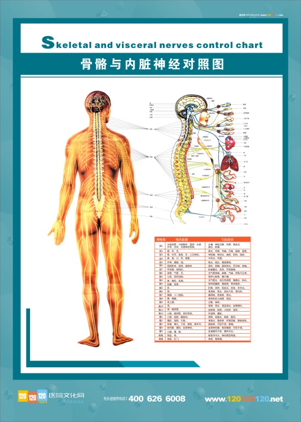 人體神經(jīng)結(jié)構(gòu)圖-骨骼與內(nèi)臟神經(jīng)對(duì)照?qǐng)D