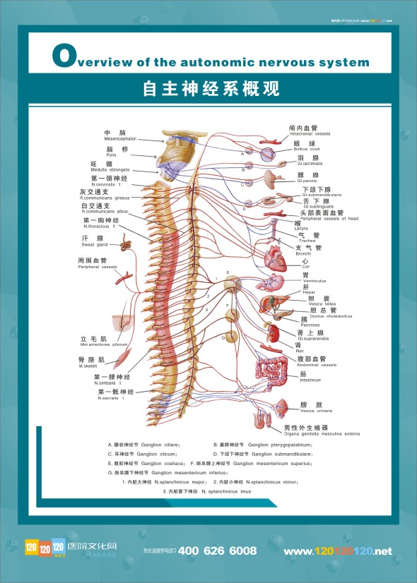 人體神經(jīng)結(jié)構(gòu)圖-自主神經(jīng)系概觀