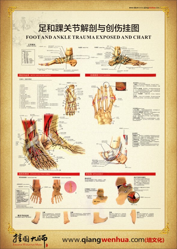 踝關(guān)節(jié)結(jié)構(gòu)圖 足和踝關(guān)節(jié)解剖與創(chuàng)傷掛圖