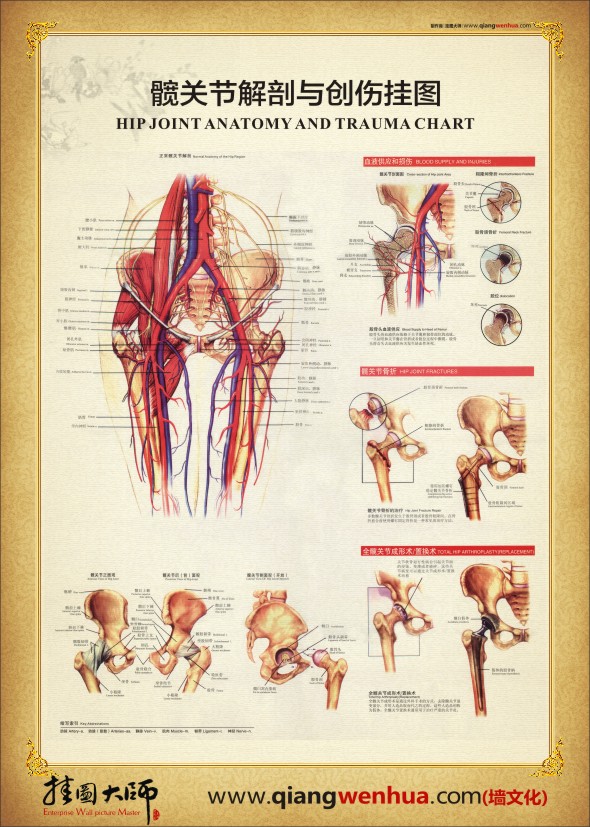 髖關(guān)節(jié)解剖圖 人體結(jié)構(gòu)解剖圖