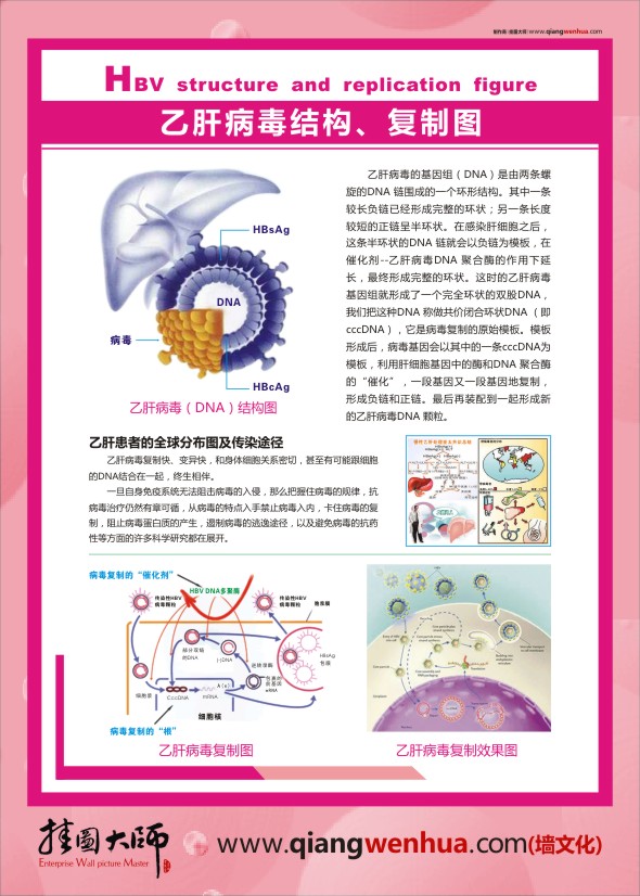 人體肝臟圖 人體肝臟結構