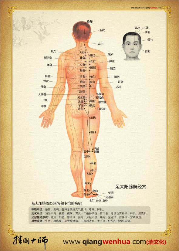 足太陽(yáng)膀胱經(jīng)穴位圖 人體經(jīng)絡(luò)穴位圖 