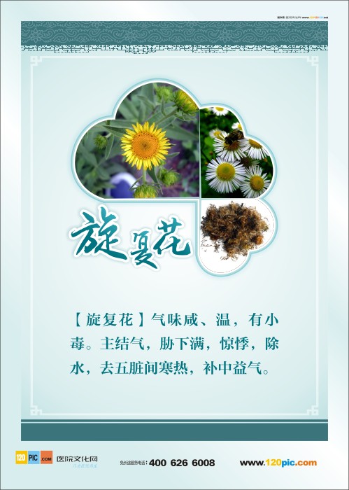 中草藥圖片 藥房標語 中藥旋復(fù)花 旋復(fù)花圖片